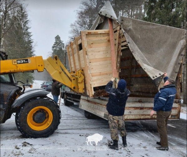 Зубр Борька сменил прописку и переехал из Брестской области в другой заповедник Зубр Борька сменил прописку и переехал из Брестской области в другой заповедник