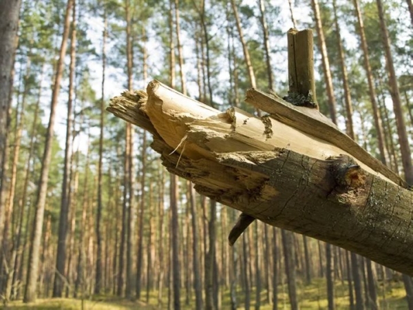 Помогал в заготовке дров. В Беларуси мужчину насмерть придавило сосной Помогал в заготовке дров. В Беларуси мужчину насмерть придавило сосной