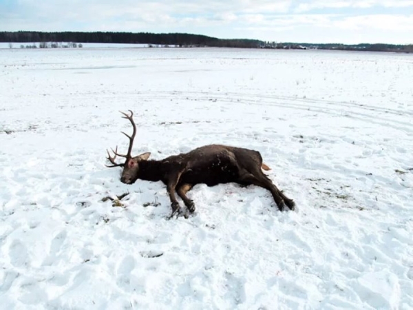 Незаконный отстрел благородных оленей обернулся для двух белорусов колоссальным штрафом Незаконный отстрел благородных оленей обернулся для двух белорусов колоссальным штрафом