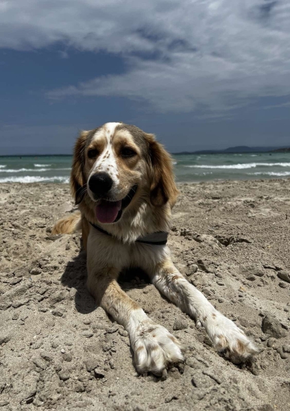 В Турцию через Европу на автомобиле. Белорусы о затратах на топливо и нюансах поездки В Турцию через Европу на автомобиле. Белорусы о затратах на топливо и нюансах поездки