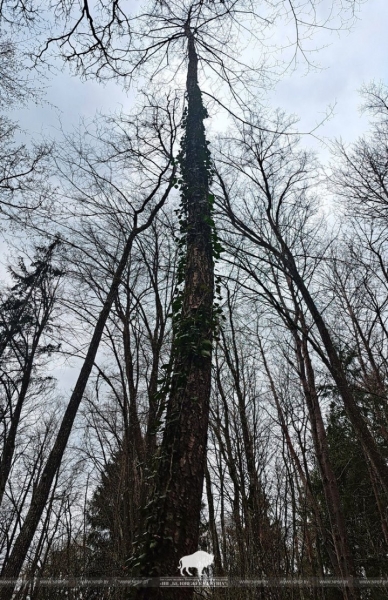 Редкий плющ нашли на южной окраине Беловежской пущи