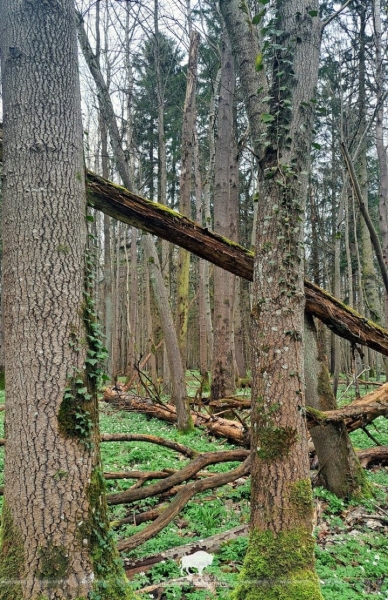 Редкий плющ нашли на южной окраине Беловежской пущи