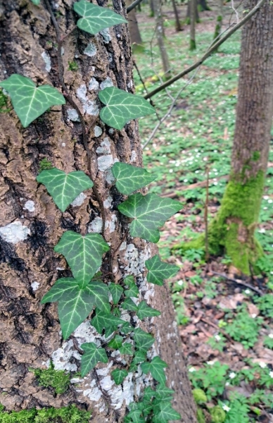 Редкий плющ нашли на южной окраине Беловежской пущи