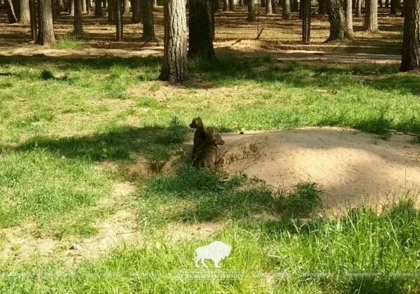 В демонстрационных вольерах Беловежской пущи впервые родились пятеро волчат В демонстрационных вольерах Беловежской пущи впервые родились пятеро волчат