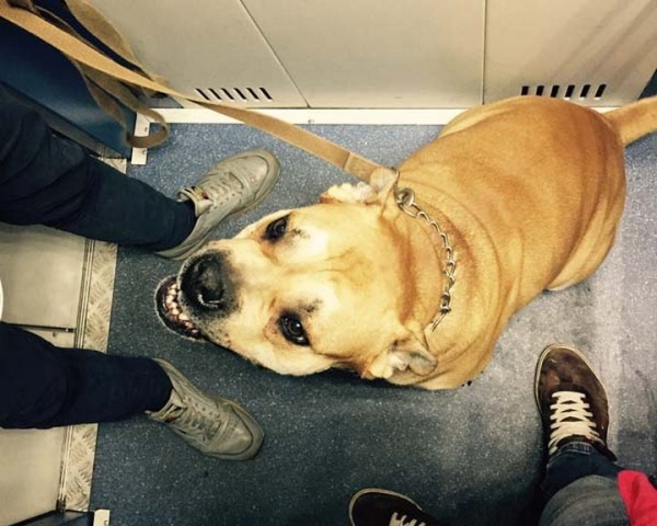 Что делать, если вас укусила собак? Отвечает белорусский врач