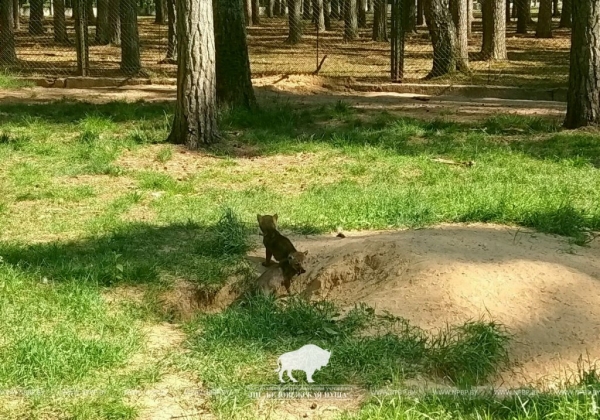 В демонстрационных вольерах Беловежской пущи впервые родились пятеро волчат В демонстрационных вольерах Беловежской пущи впервые родились пятеро волчат