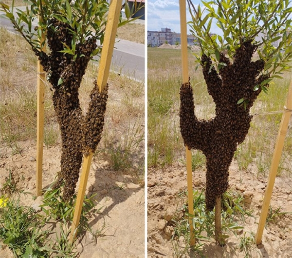Рой пчел оккупировал иву в Барановичах. Фотофакт