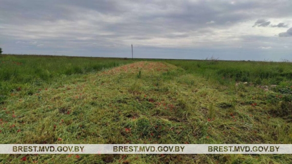 В Каменецком районе уничтожен мак