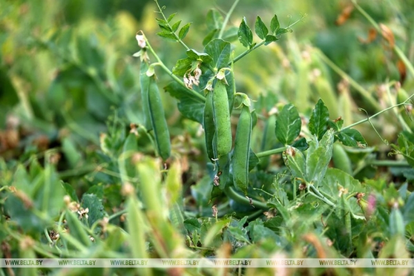В Столинском районе идет уборка зеленого горошка