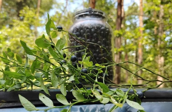 Сезон черной ягоды. Почем нынче черника в Бресте Сезон черной ягоды. Почем нынче черника в Бресте