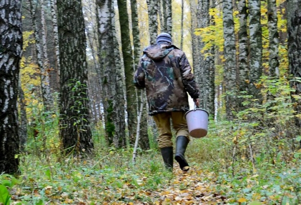Ежегодно в лесу теряется порядка 160 грибников Ежегодно в лесу теряется порядка 160 грибников