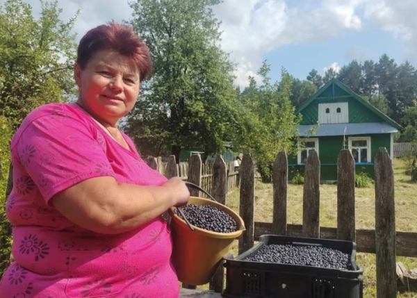 Сезон черной ягоды. Почем нынче черника в Бресте Сезон черной ягоды. Почем нынче черника в Бресте