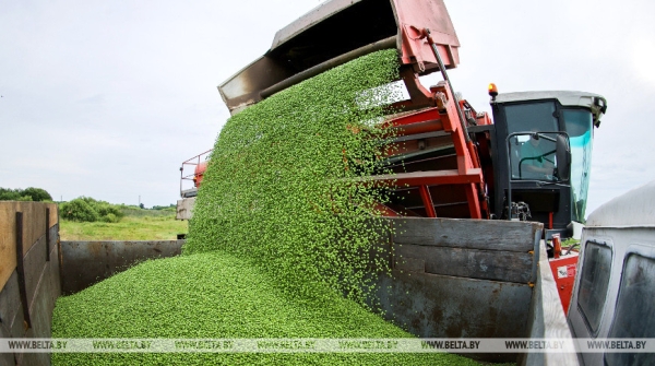 В Столинском районе идет уборка зеленого горошка