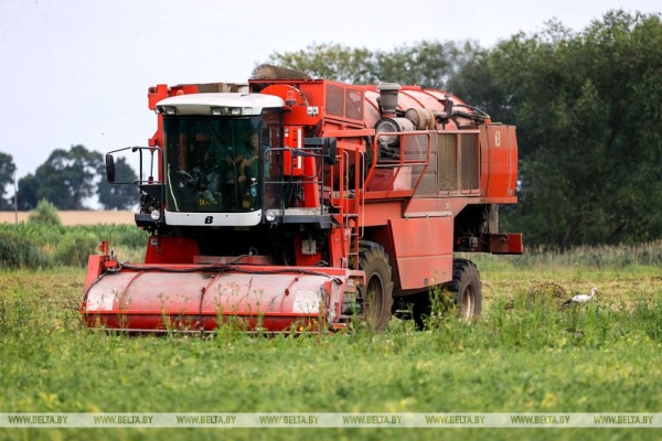 В Столинском районе идет уборка зеленого горошка