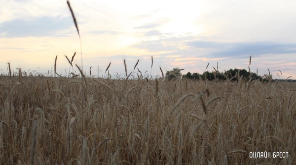 Каменецкий район первым в республике намолотил 100 тыс. тонн зерна