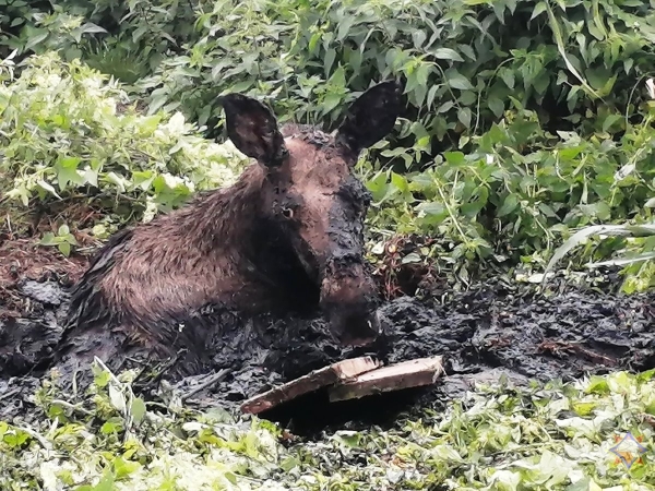 В Брестской области лось увяз в болотистой местности В Брестской области лось увяз в болотистой местности