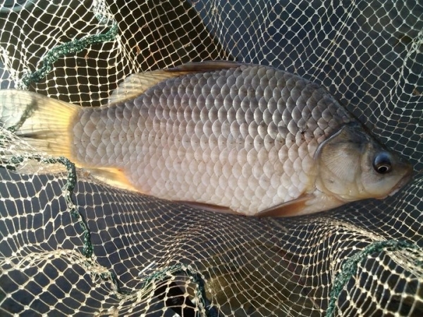 Крупный штраф и год «химии»: житель Пружанского района поплатился за незаконную рыбалку Крупный штраф и год «химии»: житель Пружанского района поплатился за незаконную рыбалку