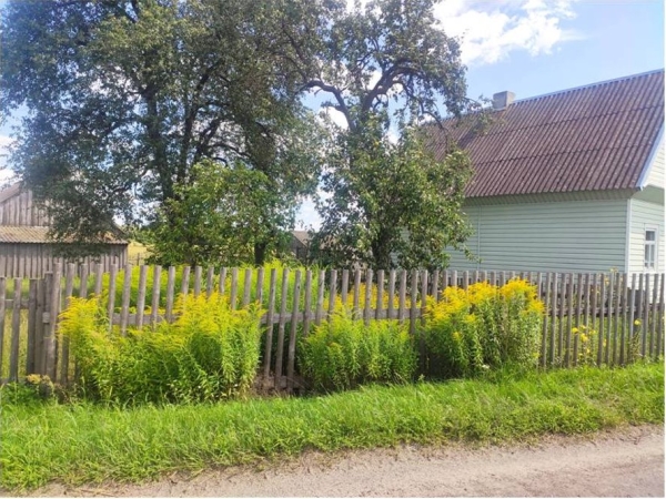 Чем опасен золотарник? Чем опасен золотарник?