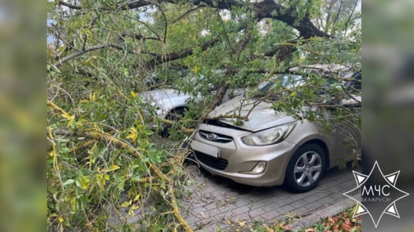 В МЧС рассказали о последствиях сильного ветра в Беларуси