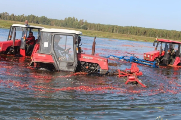 Смотрите, как на Брестчине собирают клюкву