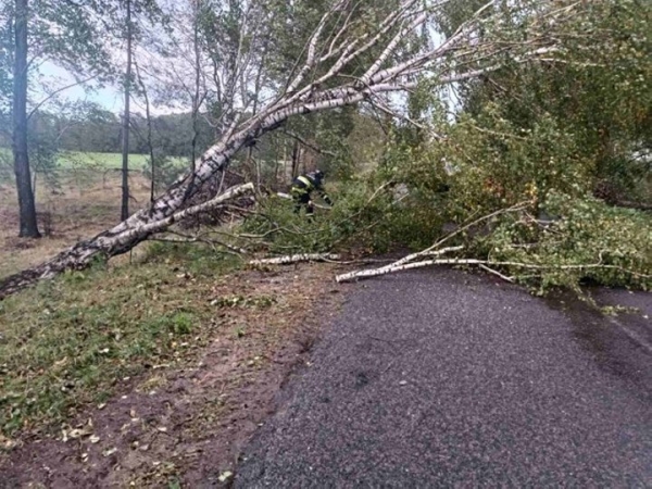 В Брестской области сильный ветер валил деревья и пролеты железобетонных заборов. Сколько автомобилей пострадало?