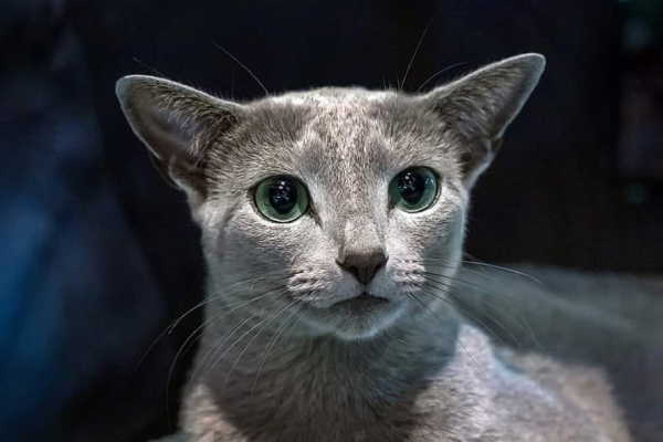 Назван самый красивый кот мира — показываем, как он выглядит Назван самый красивый кот мира — показываем, как он выглядит