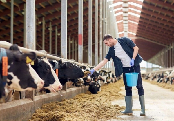 Сколько белорусов работает в сельском хозяйстве и какие у них зарплаты Сколько белорусов работает в сельском хозяйстве и какие у них зарплаты