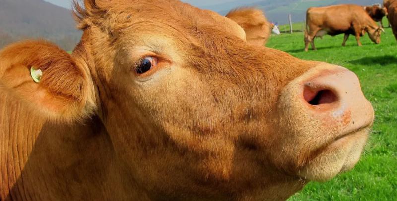  Сокрытие падежа скота в Бешенковичском районе: один суд завершился, начато новое расследование 