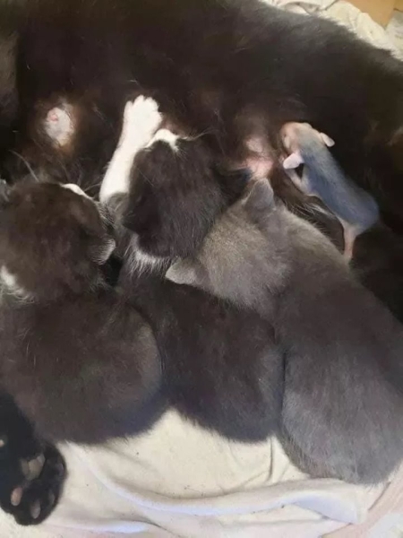 Кошка нашла и выкормила маленького опоссума