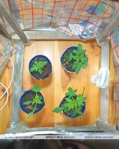 Задержан пинчанин, который по месту жительства выращивал коноплю Задержан пинчанин, который по месту жительства выращивал коноплю