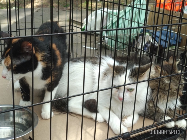 Какое наказание может повлечь жестокое обращение с животными Какое наказание может повлечь жестокое обращение с животными