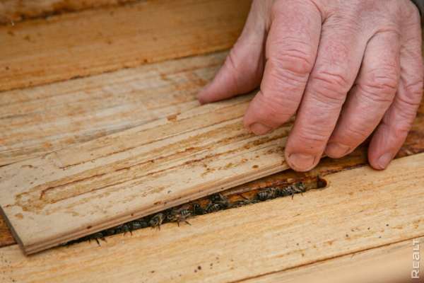 «Летом здесь гул — как на аэродроме». Семья переехала из столицы в старый дом в глухой деревне — и не жалеет