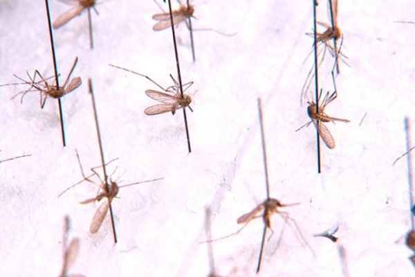 В Беларуси обнаружили новый вид малярийного комара